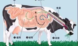羊小反刍兽疫有哪些症状 小反刍兽疫的临床症状